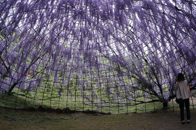 日本最美紫藤隧道 ảnh 3