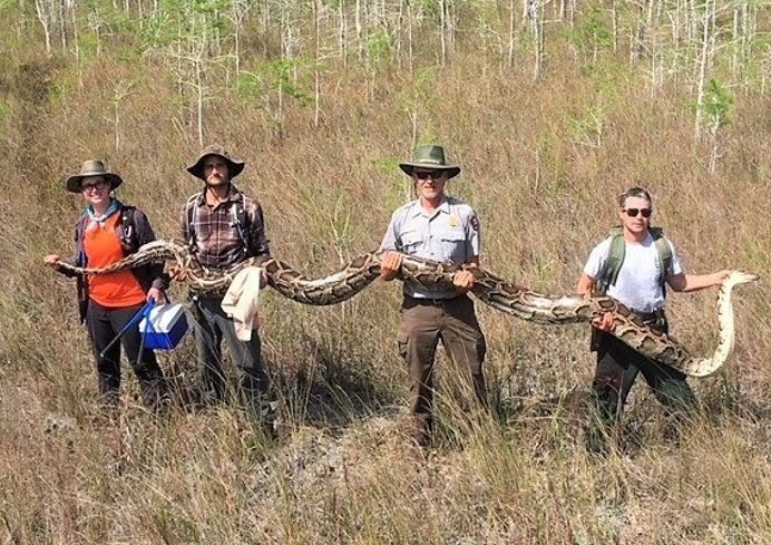 該蟒身形巨大，需四人合抬。（圖源：互聯網）