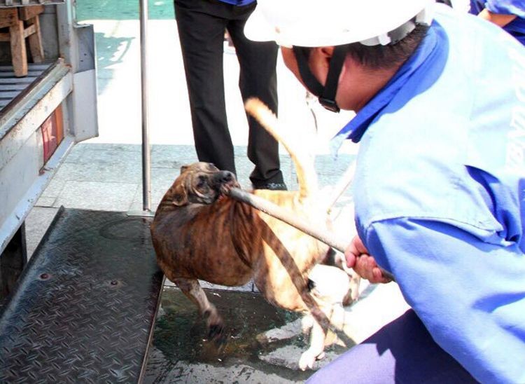 一頭流浪狗被捕狗隊抓捕。（圖源：維陳）