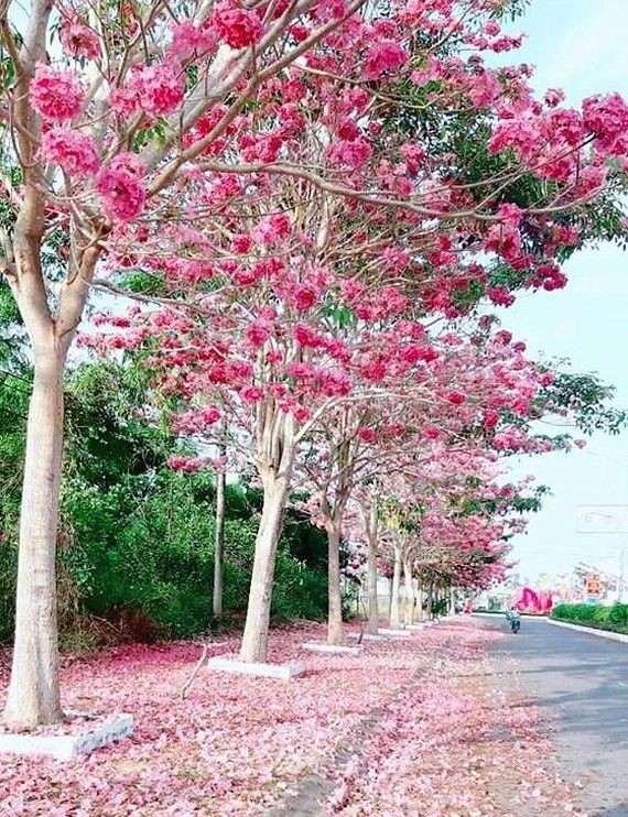 本市各條街道的花卉百花齊放。（圖源：嘉欣）