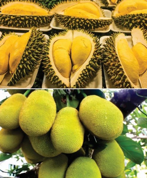 榴槤菠蘿蜜價格高漲。（示意圖源：互聯網）