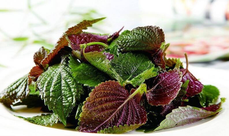 紫蘇葉。（圖源：互聯網）