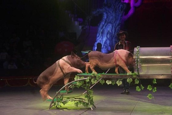蓄養動物逐漸取代野生動物走上了馬戲台。(圖源:梅安)