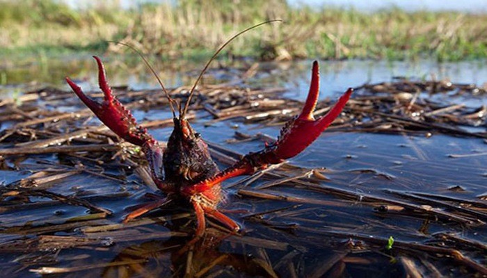 本市加緊檢查小龍蝦入境工作。（示意圖源：互聯網）