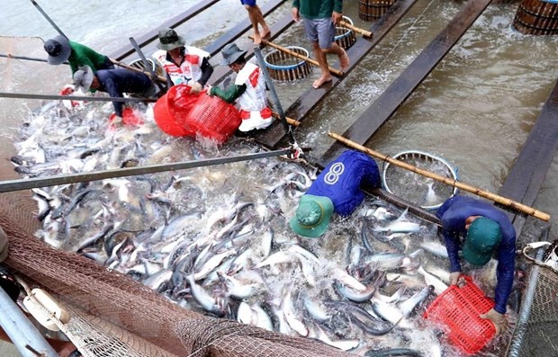 網箱養殖的查魚收穫。(圖源:越通社)