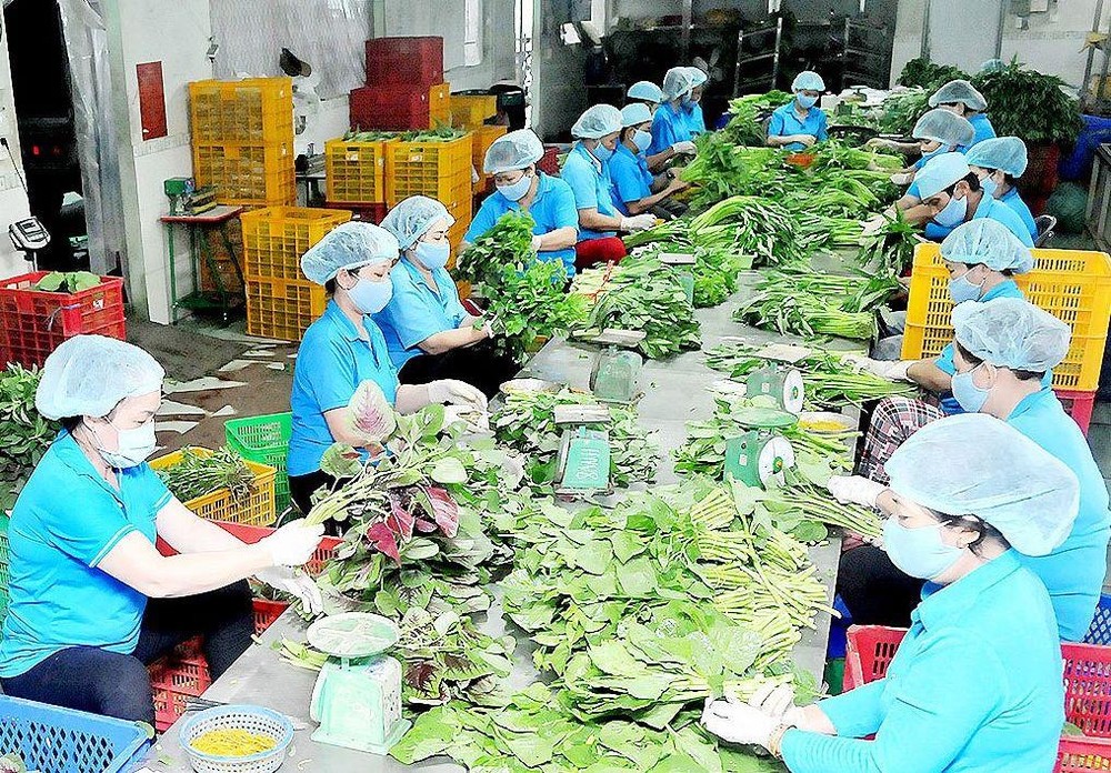 本市一農業合作社。(圖源:高昇)