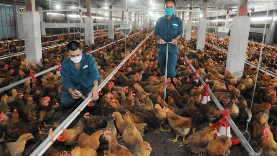 飼養家禽的農場。