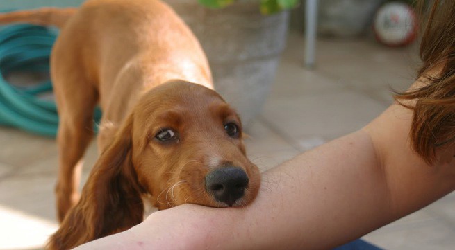 （示意圖源：互聯網） 