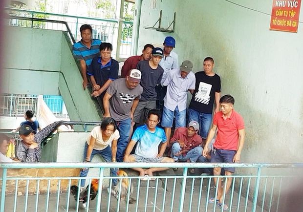 在公寓進行鬥雞賭博 ảnh 1