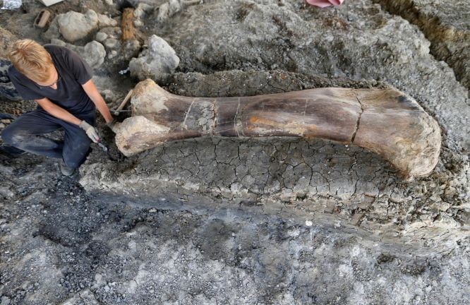 研究人員小心處理該塊巨型恐龍股骨。（圖源：互聯網）