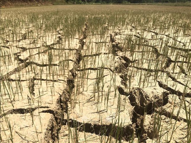 圖為平定省懷恩縣恩性鄉永德村的農田乾涸龜裂。（圖源：越通社）