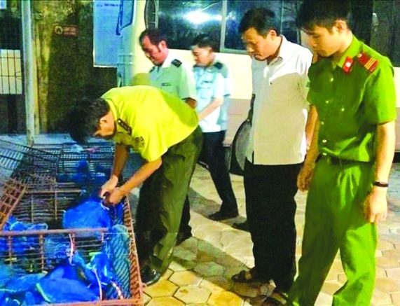 職能機關查獲走私穿山甲。（圖源：越通社）