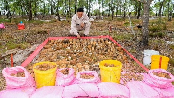 MAG 已安全地處理廣治省兆豐縣兆山鄉安琉村存放1414枚未引爆彈頭和引爆器的兩個地下彈藥庫。（圖源：MAG）