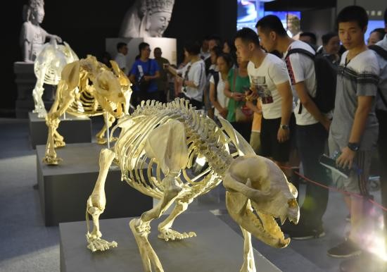 圖為3D打印的古熊貓化石標本吸引民眾駐足參觀。（圖源：互聯網）