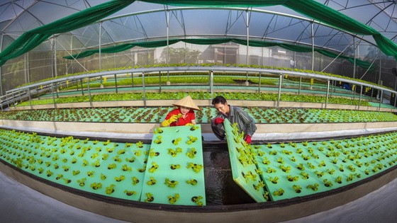 農民引進高新技術，提升農業生產價值。