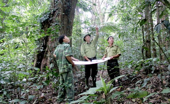 增加人力，提升護林質量。（示意圖源：互聯網）