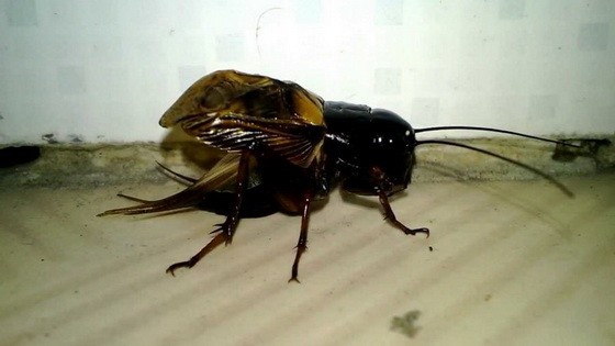 （示意圖源：互聯網）