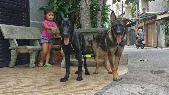 專家們勸告，養犬者帶寵物出門時要給狗狗戴上嘴套。