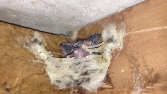 （示意圖源：互聯網）