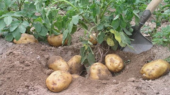 （示意圖源：互聯網）