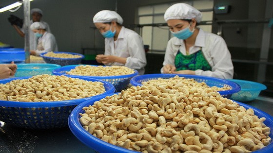 腰果加工一瞥。