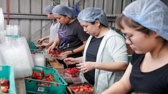 過去一年，持打工度假簽證來澳的人數激增了20%。（圖源：AAP）