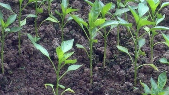 （示意圖源：互聯網）