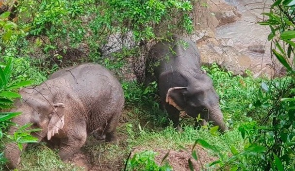 生還大象嘗試走出“地獄深淵”。（圖源：互聯網）