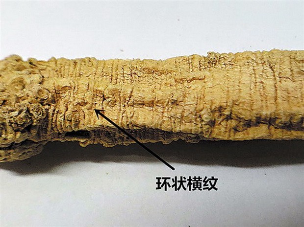 選黨參，其中門道你知道多少 ảnh 1