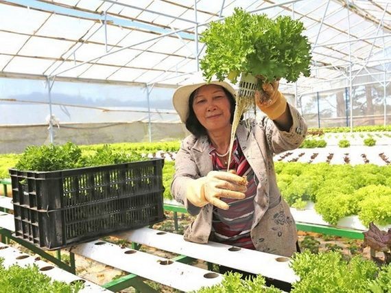 高科技農業日漸受歡迎。(圖源:阮勇)
