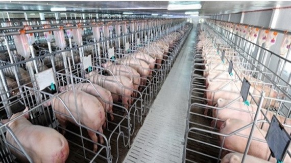飼養生物安全豬隻平抑春節食品價格。(示意圖源:互聯網)