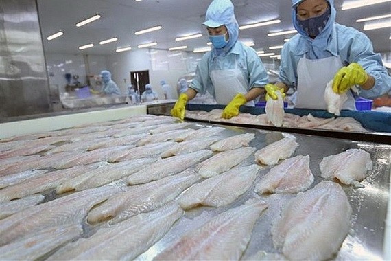 圖為查魚片加工。（圖源：黎秋）