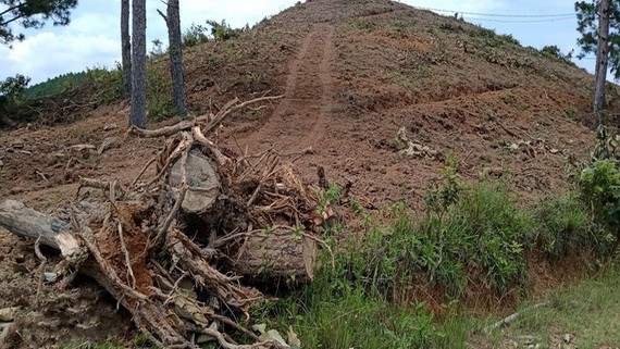 位於臨河縣南河鄉的20歲樹齡之松樹林遭砍伐一片光禿。（圖源：鄧俊）