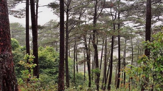 做好護林工作可為國家經濟帶來巨大利益。