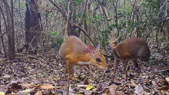 一度消失近30年的罕見野生動物銀背鼷鹿竟重現蹤跡。（圖源：互聯網）