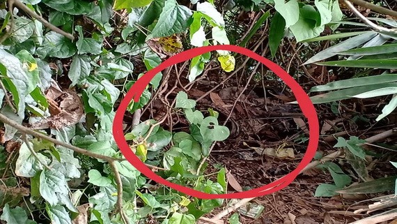 樹叢中（畫紅圈）為無頭屍體被發現的位置。（圖源：N.N）