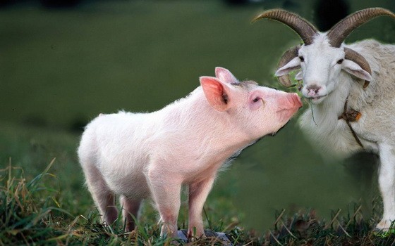 （示意圖源：互聯網）