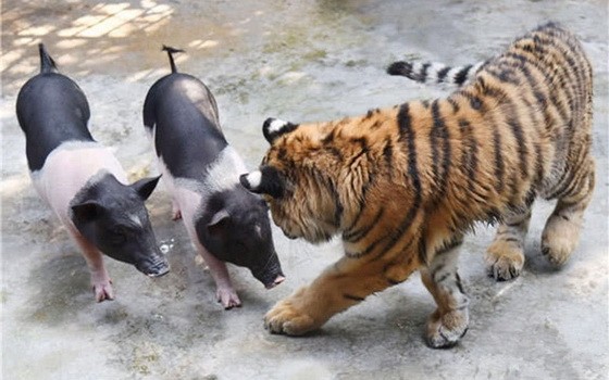 （示意圖源：互聯網）