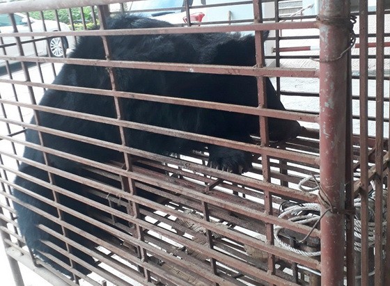 職能力量查獲一頭重量約140公斤的亞洲黑熊被困在鐵籠內。（圖源：德雄）