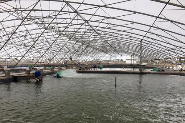 圖為金甌省某高產量草蝦養殖塘一瞥。（圖源：文壽）