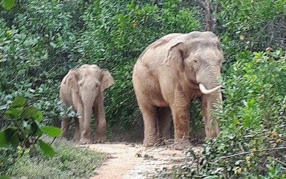 經常出現在同奈省定館縣青山鄉5號村的兩頭野象。（圖源：文俊）
