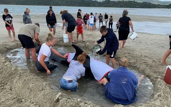 鯨魚集體擱淺海灘，上千民眾助其重回大海。（圖源：互聯網）