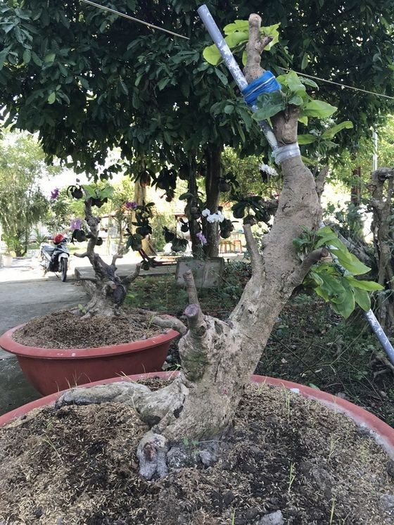 阿Ｔ的兩棵梅樹的樹枝被剪光，但小偷還 來不及拔走。