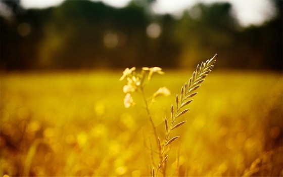 （示意圖源：互聯網）