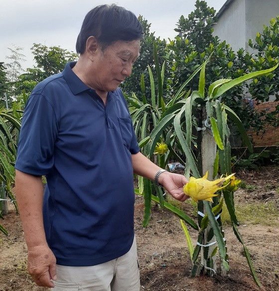 黃文卿技術 員檢查金龍 果的生長過 程。