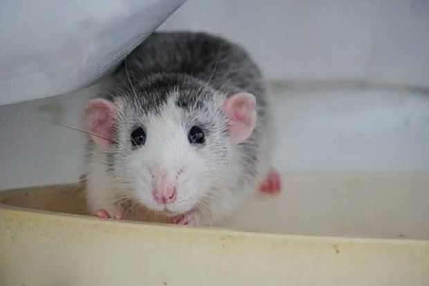 盤點10大可愛老鼠 ảnh 10