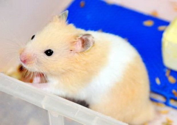 盤點10大可愛老鼠 ảnh 1