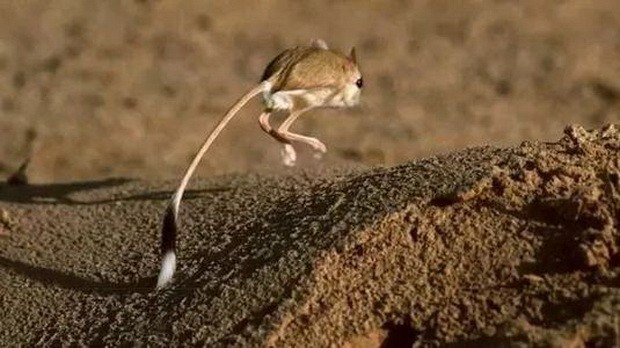 盤點10大可愛老鼠 ảnh 3