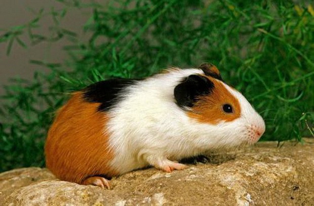 盤點10大可愛老鼠 ảnh 6