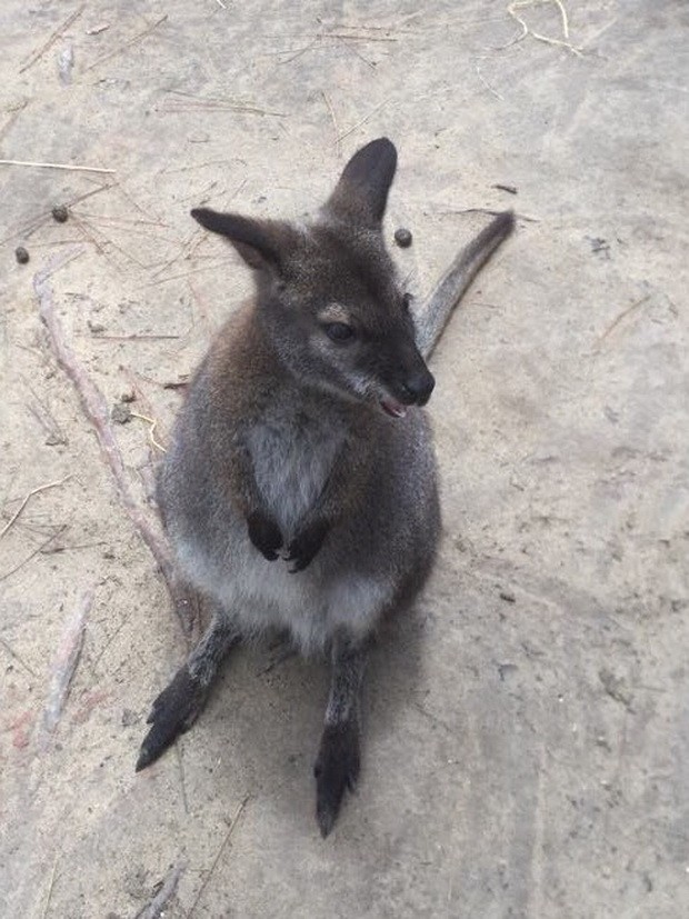 親善可愛的ZooDoo 動物園 ảnh 1